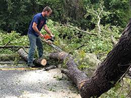 Best Tree Trimming and Pruning  in Elizabethtown, PA