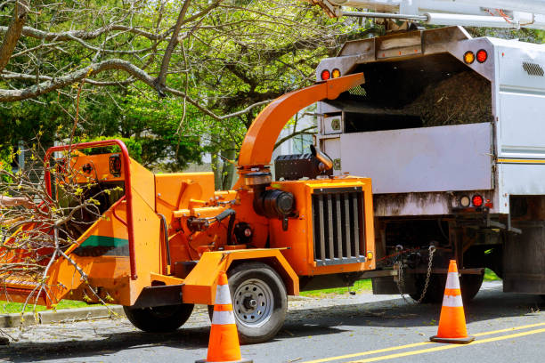 Why Choose Our Tree Removal Services in Elizabethtown, PA?