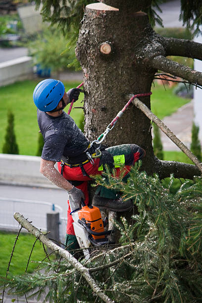 Reliable Elizabethtown, PA  Tree Services Solutions